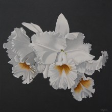 Frilled_Orchid_5808c26e8bce3.jpg