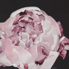 stylized peony flower in pink on black background; very detailed photo realistic large flower painting