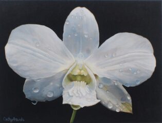 white orchid flower original painting on black background with water droplets