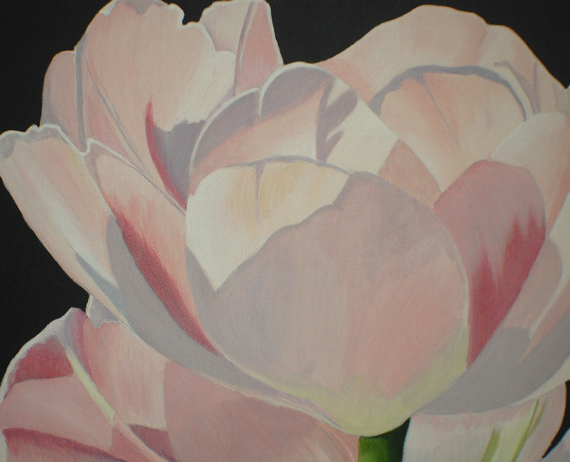 Original Pink Double Tulip Painting
