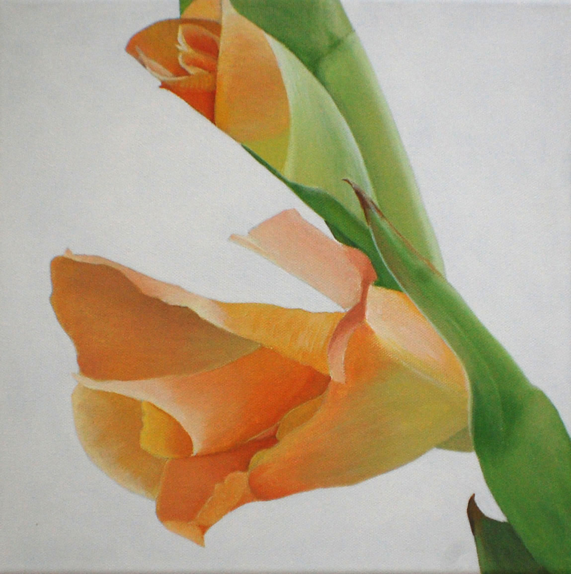Gladioli