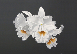 Very impressive large painting of 3 white frilled cattleya orchid flowers. Highly detailed photo realistic artwork on off-black background